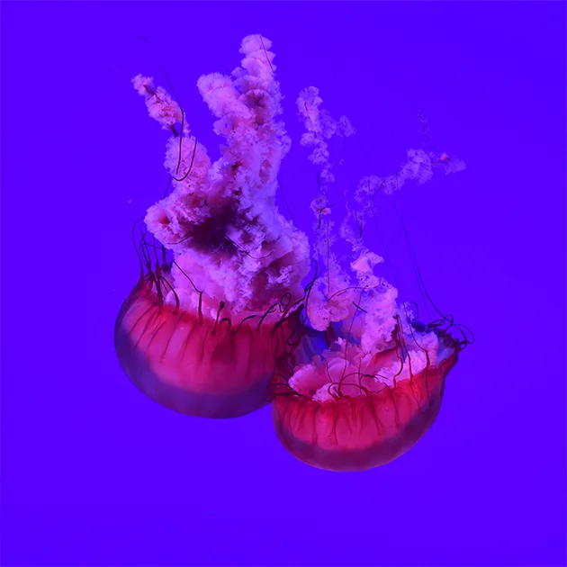 新球体育bochengkang